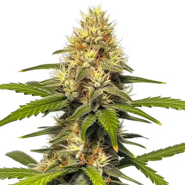 Banana Split – Blimburn Seeds