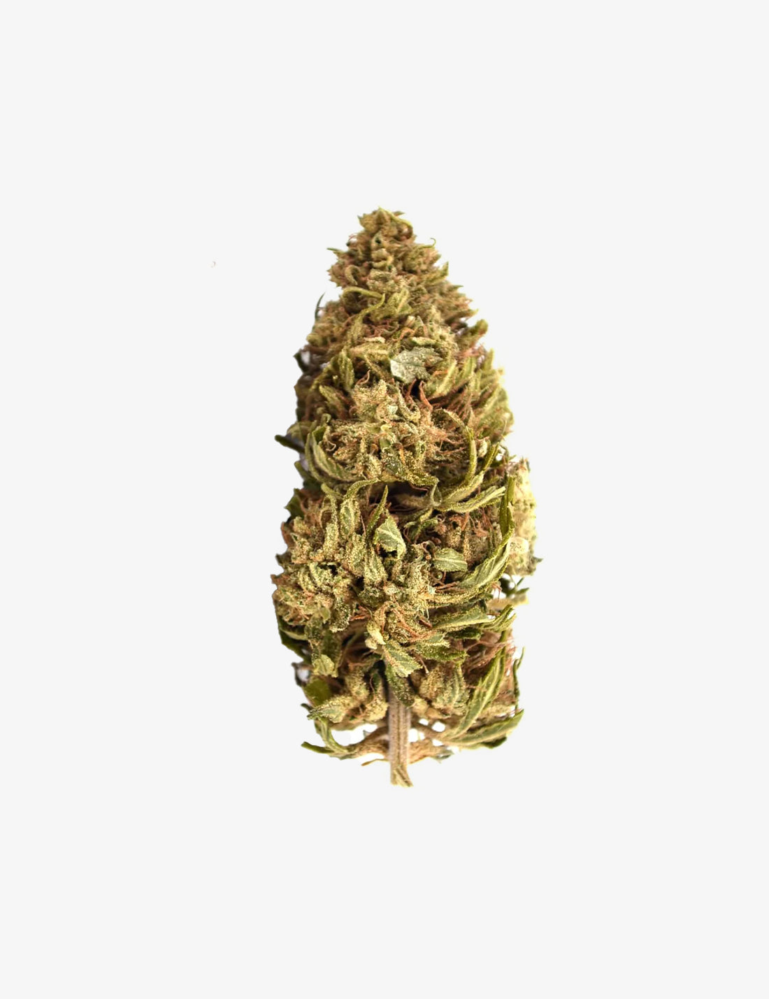 Banana CBG (Greenhouse) – High Society
