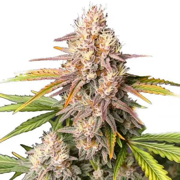 Bc God Bud Regular – Blimburn Seeds