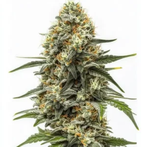 Big Bud Auto – Blimburn Seeds
