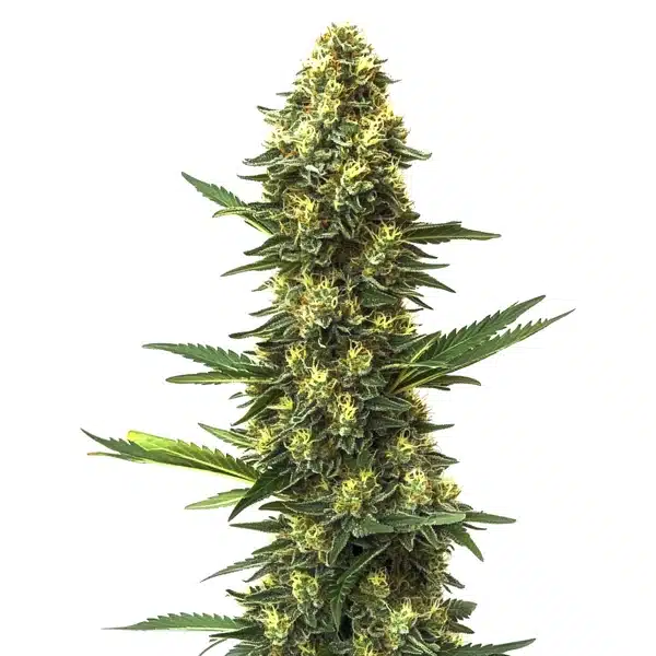 Big Bud Fast Version – Blimburn Seeds