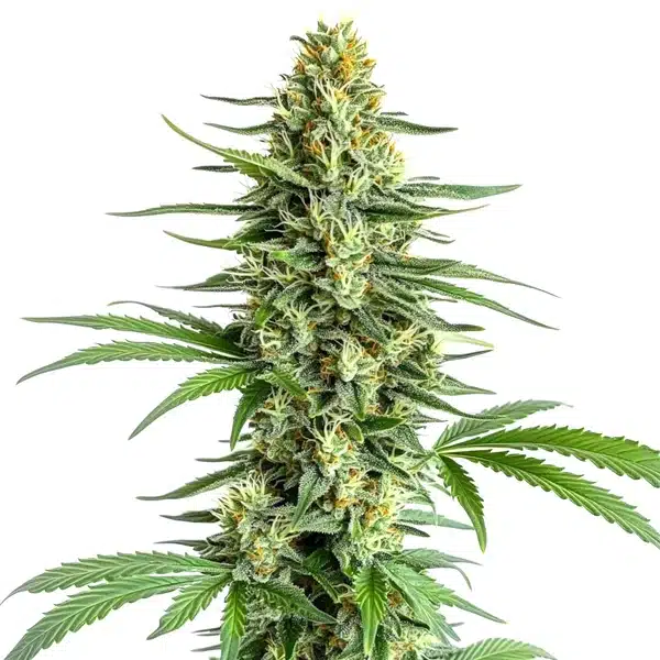 Big Bud Regular – Blimburn Seeds