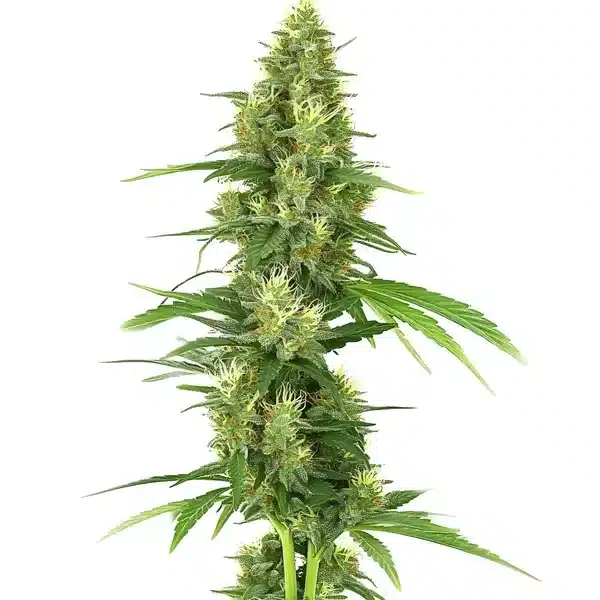 Big Bud – Blimburn Seeds