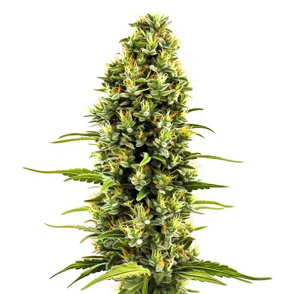 Birthday Cake – Blimburn Seeds