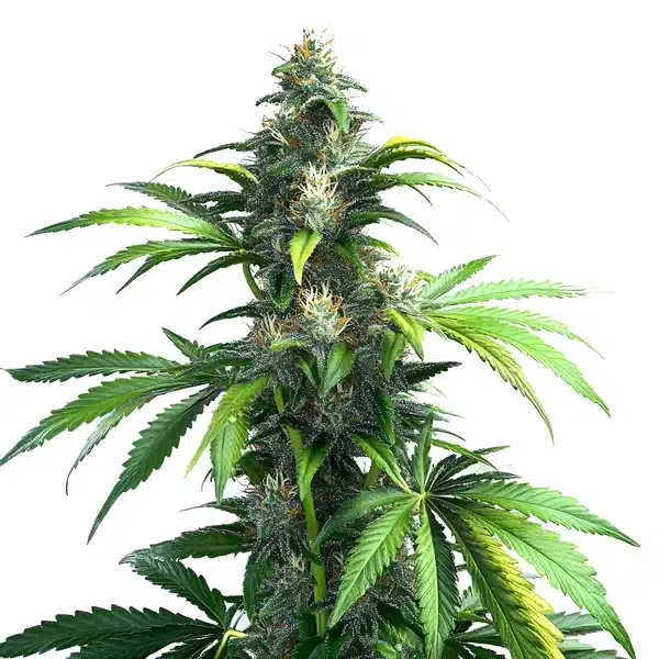 Black Demon OG – Blimburn Seeds