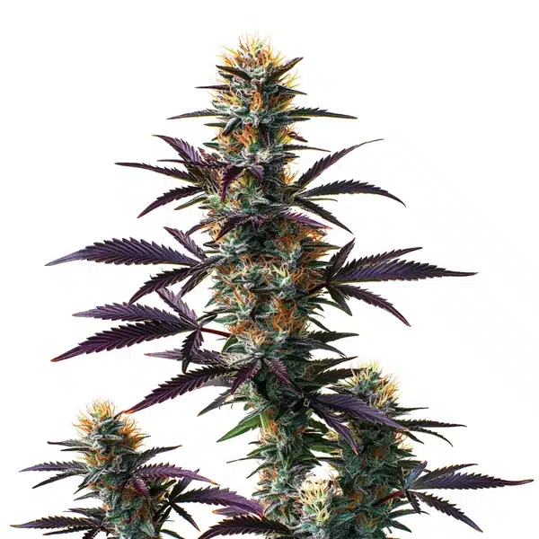 Black Domina Auto – Blimburn Seeds