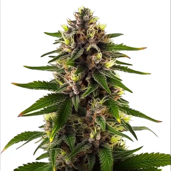 Black Domina Fast Version – Blimburn Seeds