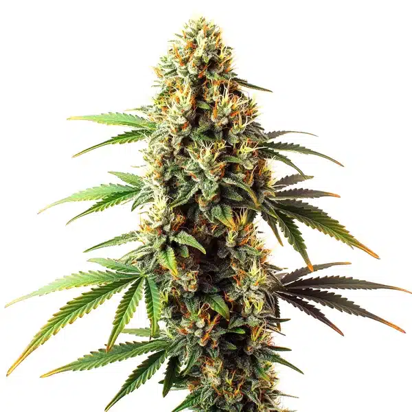 Black Domina Regular – Blimburn Seeds