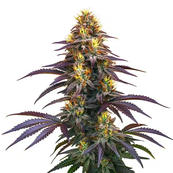 Black Domina – Blimburn Seeds