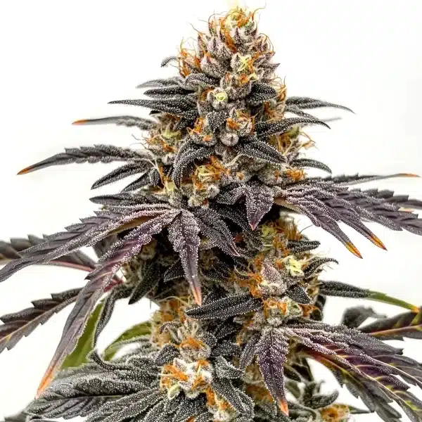 Black Hulk – Blimburn Seeds