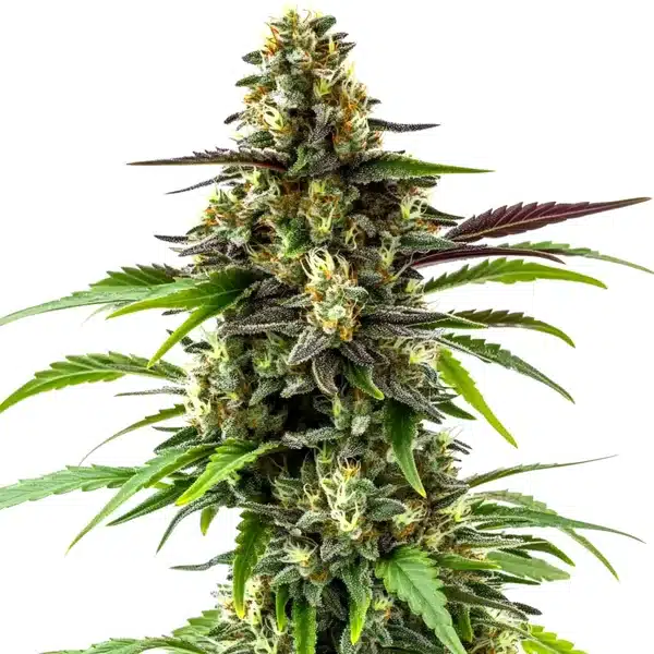 Black Jack – Blimburn Seeds