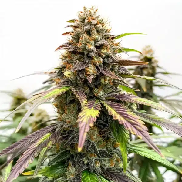 Black Water Purple OG Cheese – Blimburn Seeds