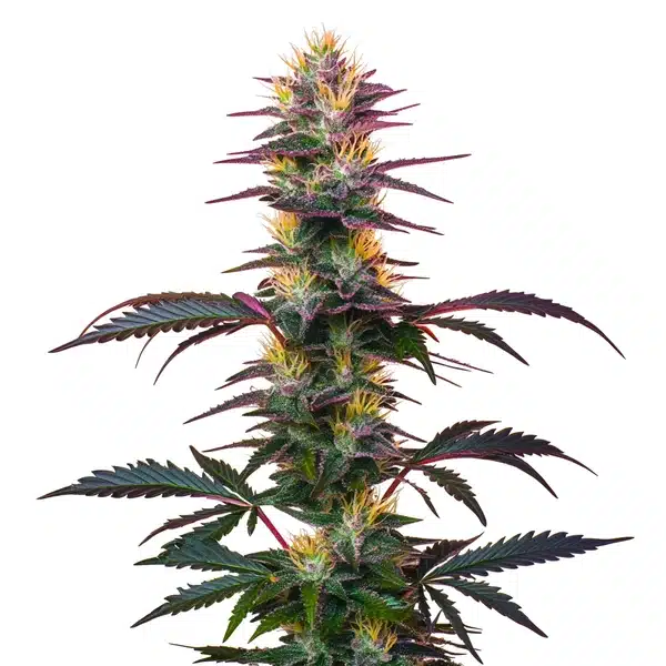 BlackBerry Auto – Blimburn Seeds