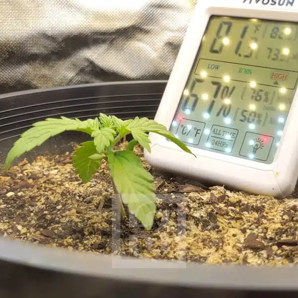 BlackBerry Auto – Blimburn Seeds