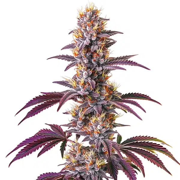 Blackberry Kush – Blimburn Seeds