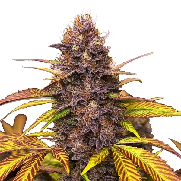 Blackberry Pie – Blimburn Seeds