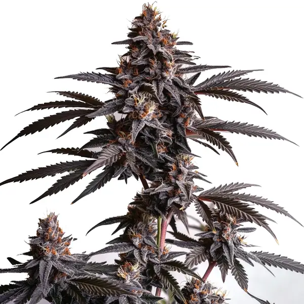 Blood Diamond OG – Blimburn Seeds
