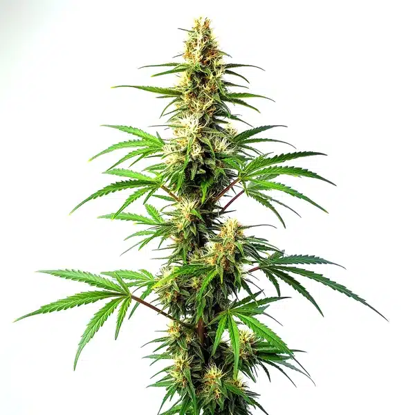 Blue Amnesia Auto – Blimburn Seeds