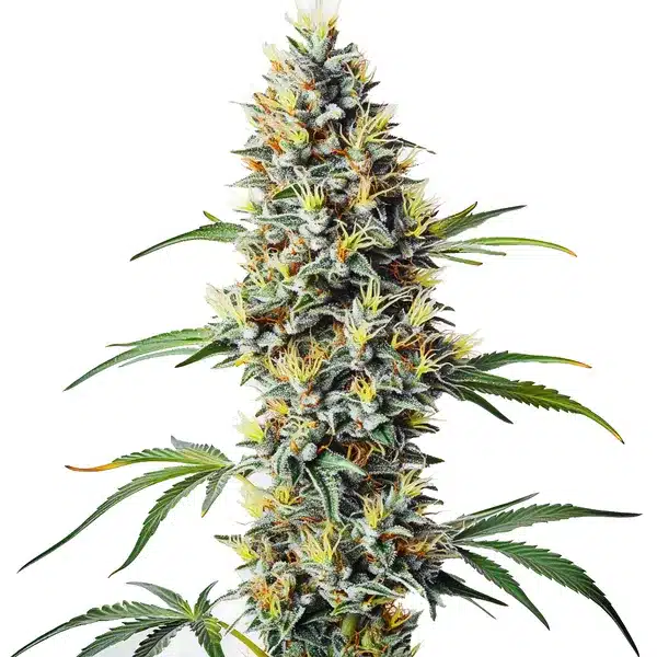 Blue Amnesia Regular – Blimburn Seeds