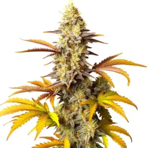Blue Cheese Autoflower – Blimburn Seeds