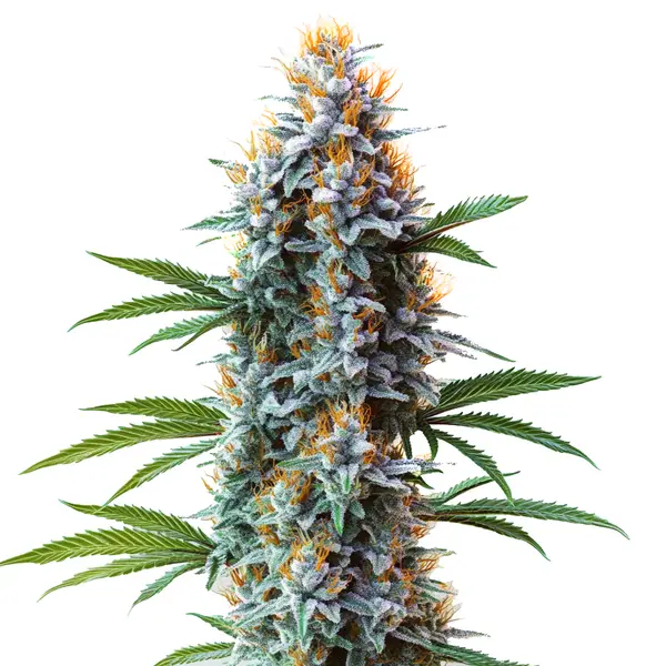 Blue Cheese – Blimburn Seeds