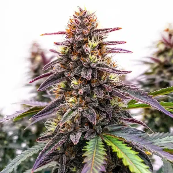 Blue Colombian Kush – Blimburn Seeds