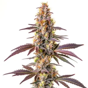 Blue Cookies Fast Version – Blimburn Seeds