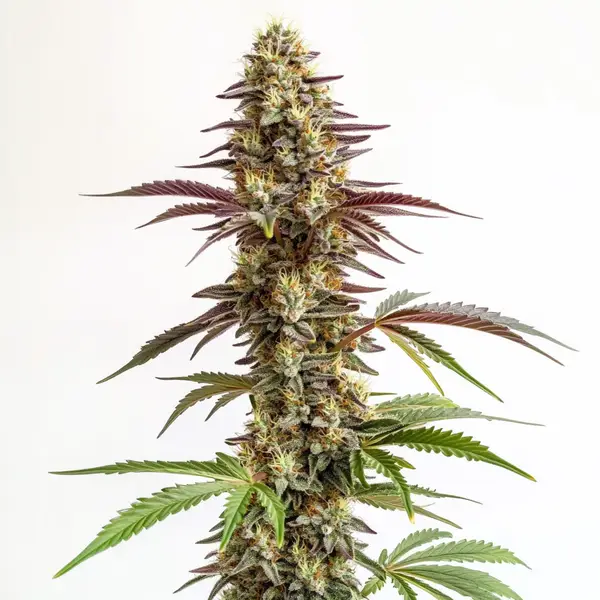 Blue Cookies – Blimburn Seeds