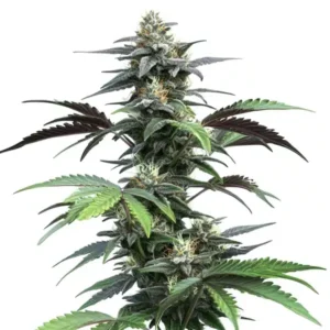 Blue Fruit Auto – Blimburn Seeds