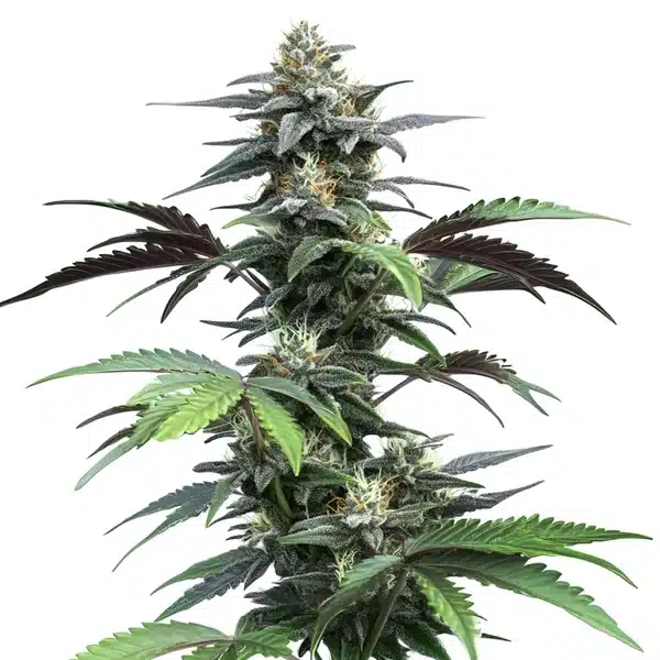Blue Fruit Auto – Blimburn Seeds