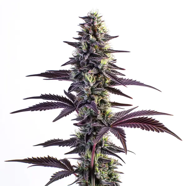 Blue Grape Fuel – Blimburn Seeds