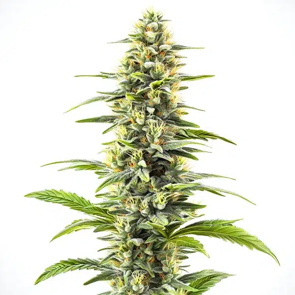 Blue Haze – Blimburn Seeds