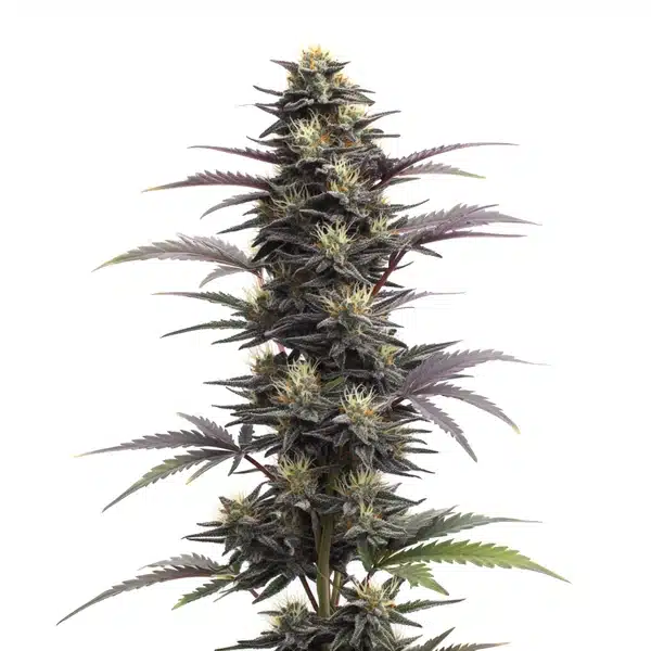 Blue Head Band Auto – Blimburn Seeds