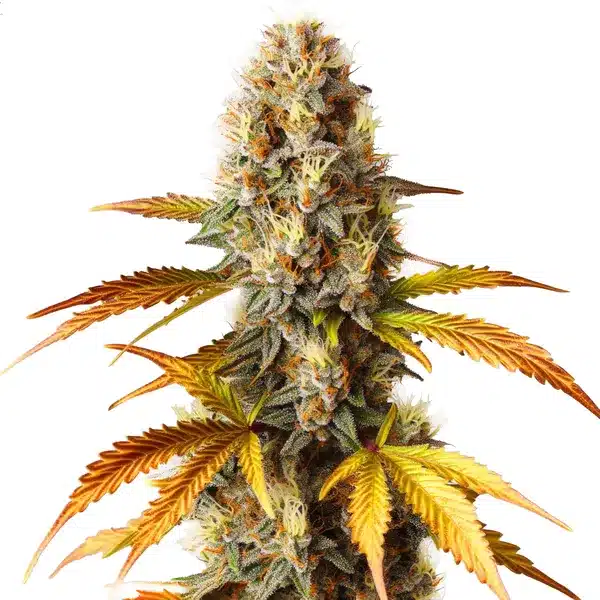 Blue HeadBand – Blimburn Seeds