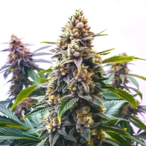 Blue Moonrocks – Blimburn Seeds