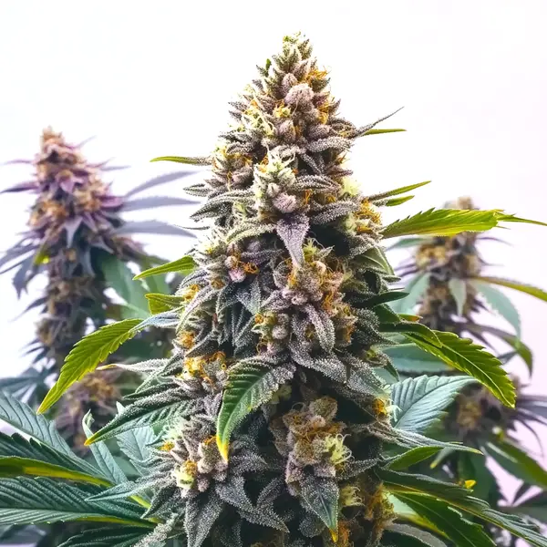Blue Moonrocks – Blimburn Seeds