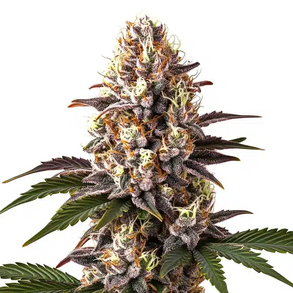 Blue Widow – Blimburn Seeds