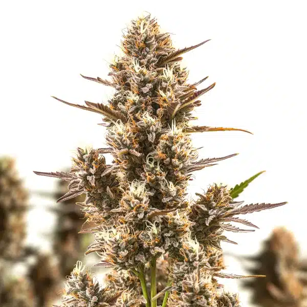 Blue Zushi – Blimburn Seeds