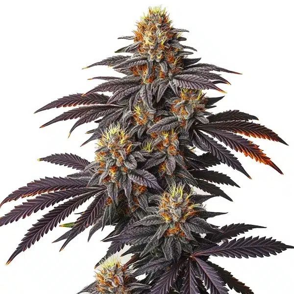 Blueberry Badazz – Blimburn Seeds
