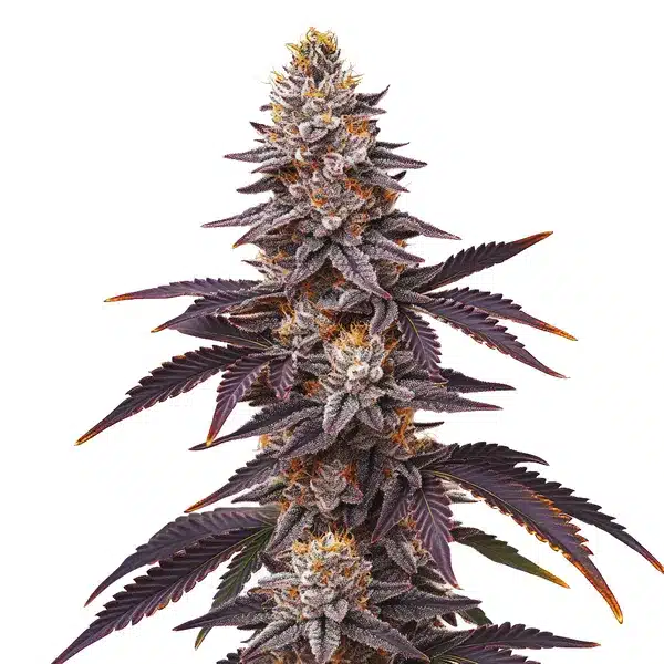 Blueberry Fast Version – Blimburn Seeds