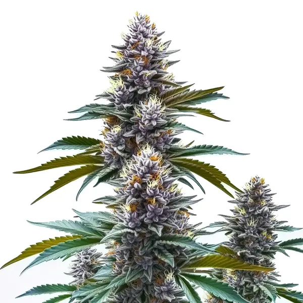 Blueberry Kush Regular – Blimburn Seeds