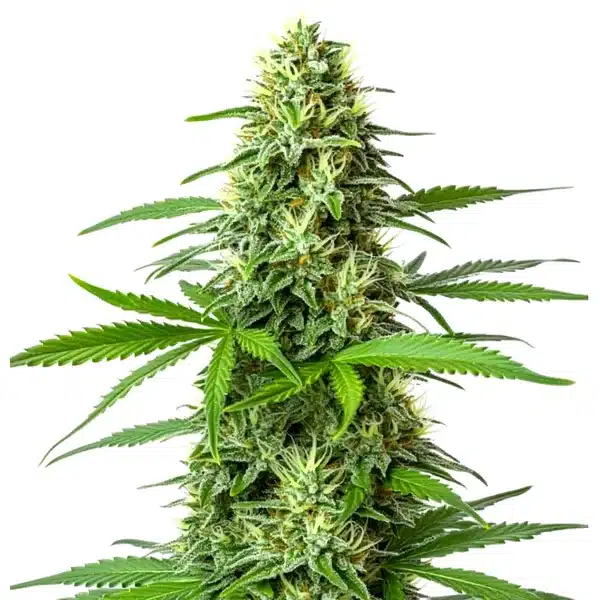 Blueberry x Big Bud Auto – Blimburn Seeds