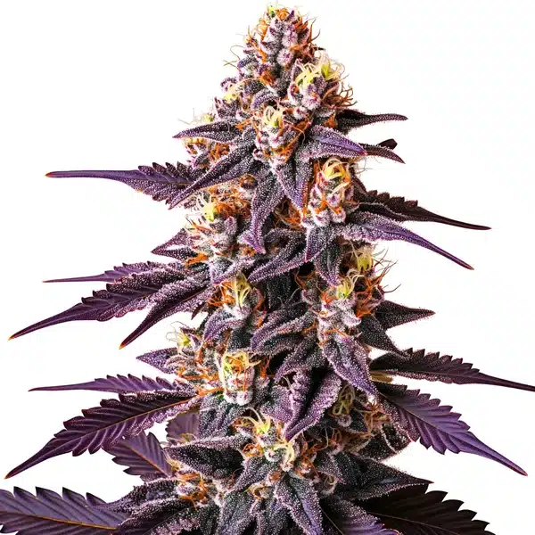 Blueberry x Big Devil Auto – Blimburn Seeds