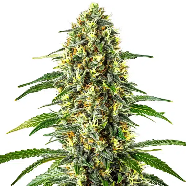 Blueberry x Cream Cheese Auto – Blimburn Seeds
