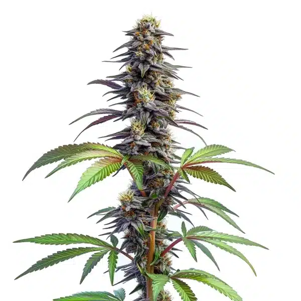 Blueberry x Lemon Haze Auto – Blimburn Seeds