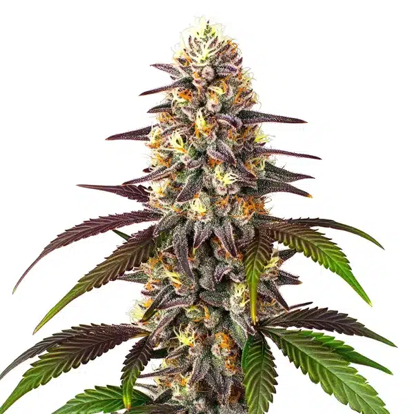 Blueberry x Mazar Auto – Blimburn Seeds