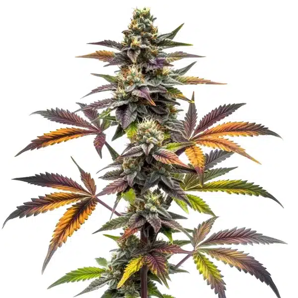 Blueberry x OG Kush – Blimburn Seeds