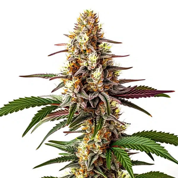 Blunicorn #5 – Blimburn Seeds