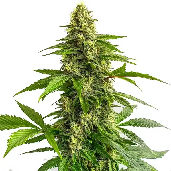 Bruce Banner #3 FBV – Blimburn Seeds