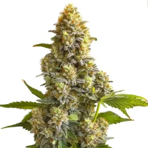 Bruce Banner Autoflower – Blimburn Seeds